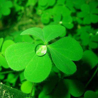 斗牛棋牌下载手机版